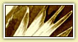 Cherubim